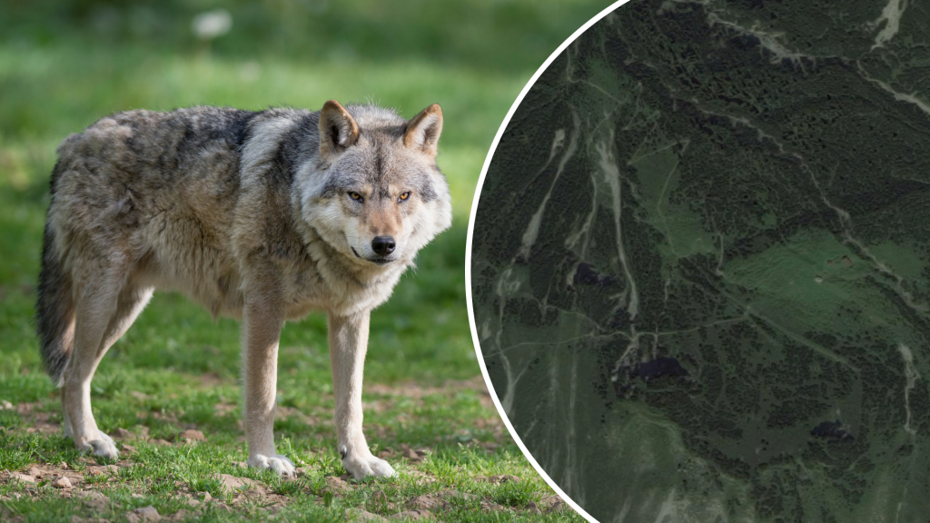 Ein Jungrind tot, das andere verletzt: Risse im Biosphärenpark Großes Walsertal