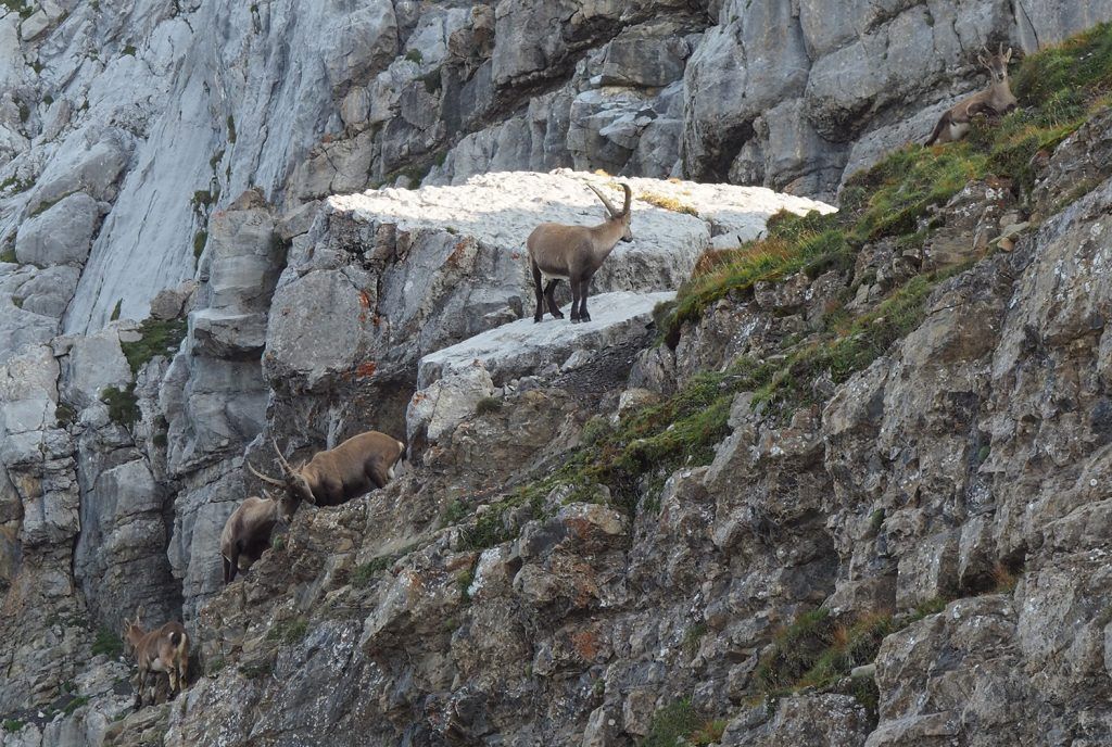 Anspruchsvolle Tour auf einen unverwechselbaren Berg