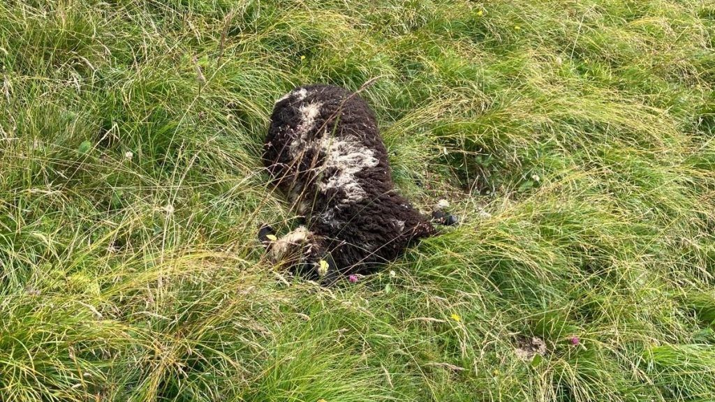 Vier getötete Schafe in Thüringerberg – mutmaßlich Wolfsrisse