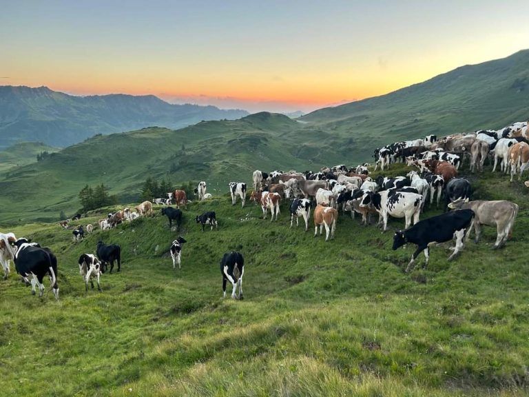 Glockendiebstahl Alpe Süns - Sünser Alpe in den Emser Alpen, Hirte Mario Muxel mit Frau Magdalena