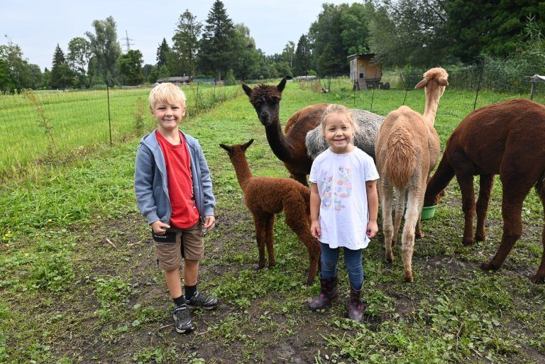 Alpakaglück in Lustenauer Ried: Luis und Anna helfen ihrer Mama täglich am Hof und genießen die Zeit mit Anton.