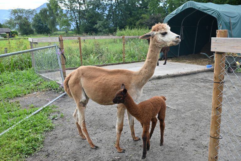 Alpakaglück in Lustenauer Ried: Anton ist immer bei seiner Mama Lisa.