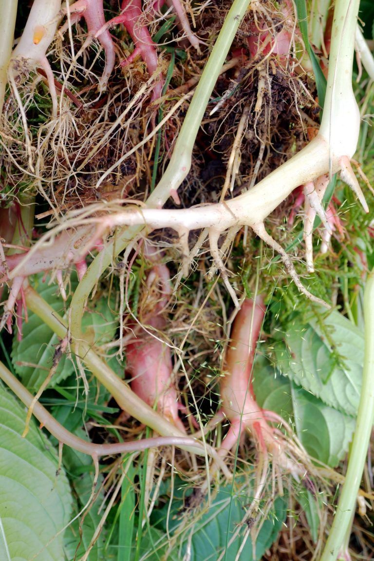 Gemeinsam für Naturvielfalt angepackt: Neophyten Einhalt gebieten: Die Pflanzen wurden mitsamt den Wurzeln entfernt.