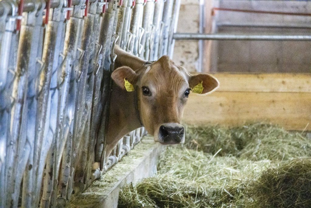 Zu wenige Tierärzte in Vorarlbergs Ställen: So will das Land gegensteuern