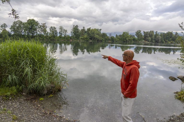 Warum Welse den Alten Rhein lieben
