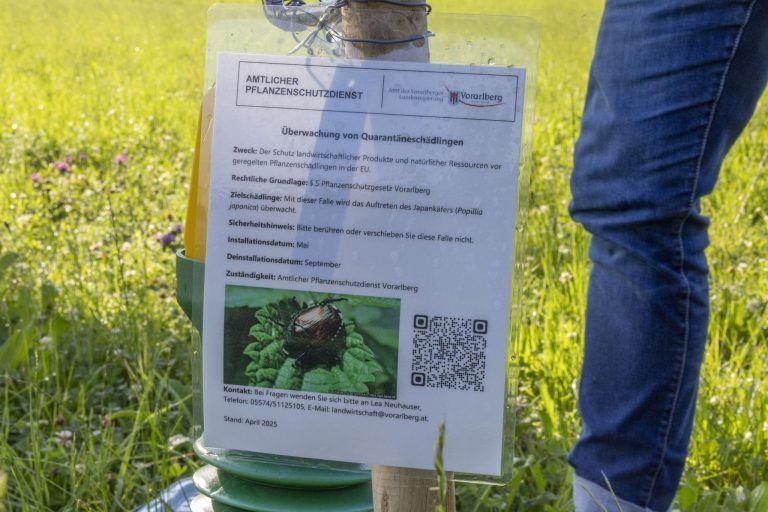 Alarm an der Grenze: Japankäfer rückt Vorarlberg gefährlich nahe