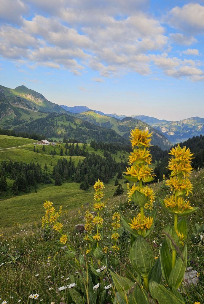 Der markanteste und schönste Berg des Bregenzerwaldes