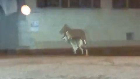 Wolfsichtung bei Bludenz mit Fragezeichen