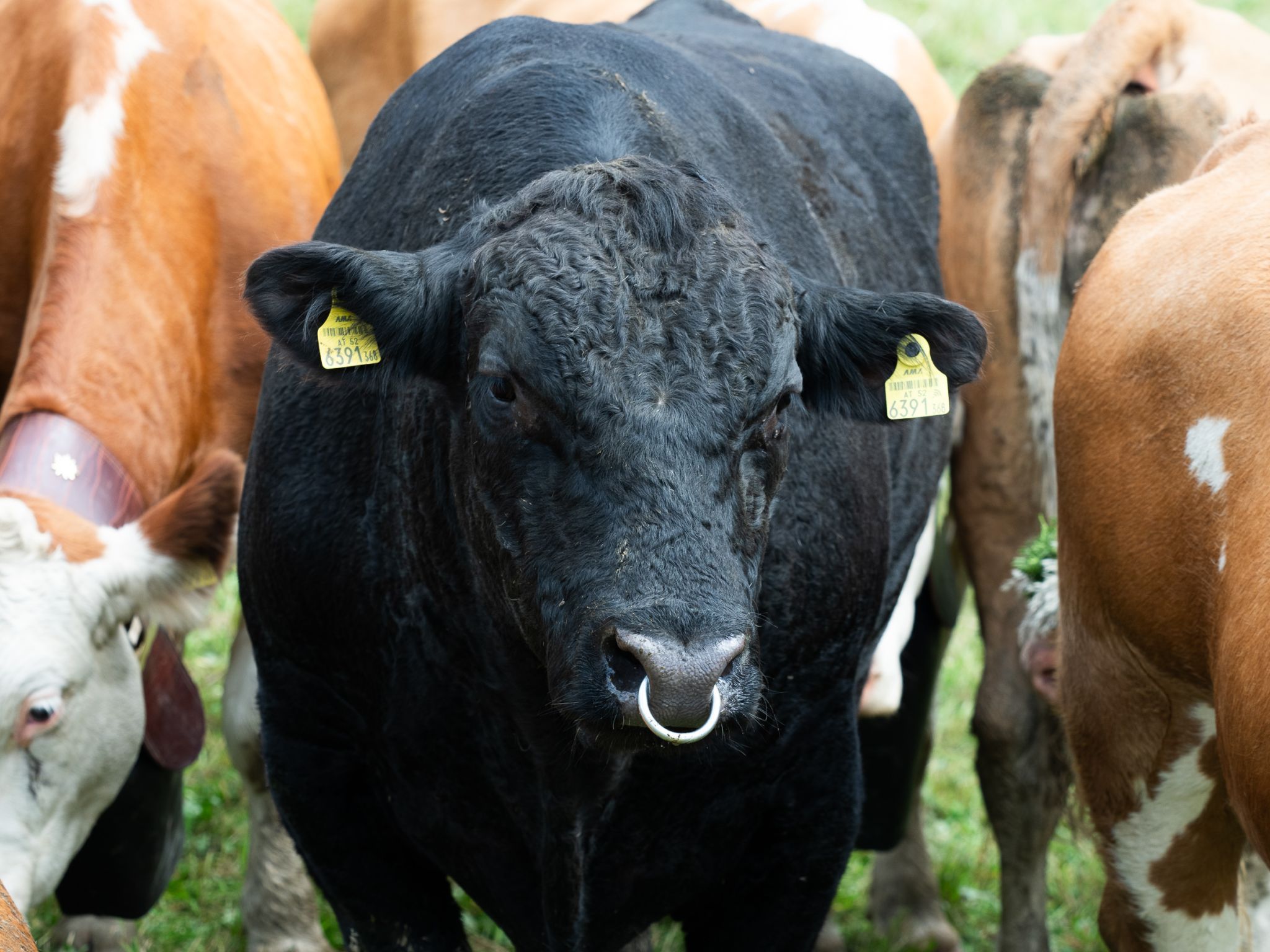 Ein Stier hat hat auch den Alpabtrieb bestritten