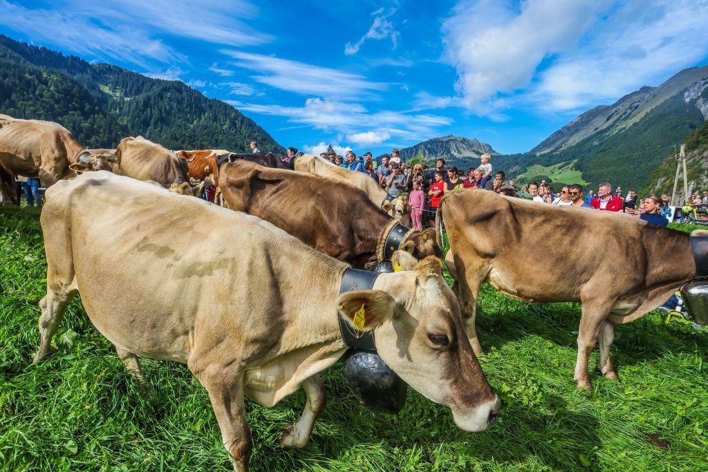Die große Heimkehr: &#8220;Es war unser längster Alpsommer&#8221;