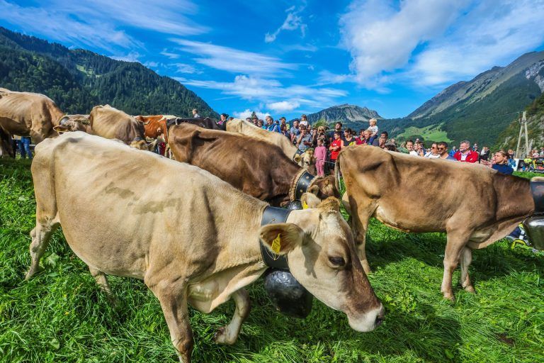 Die große Heimkehr: "Es war unser längster Alpsommer"