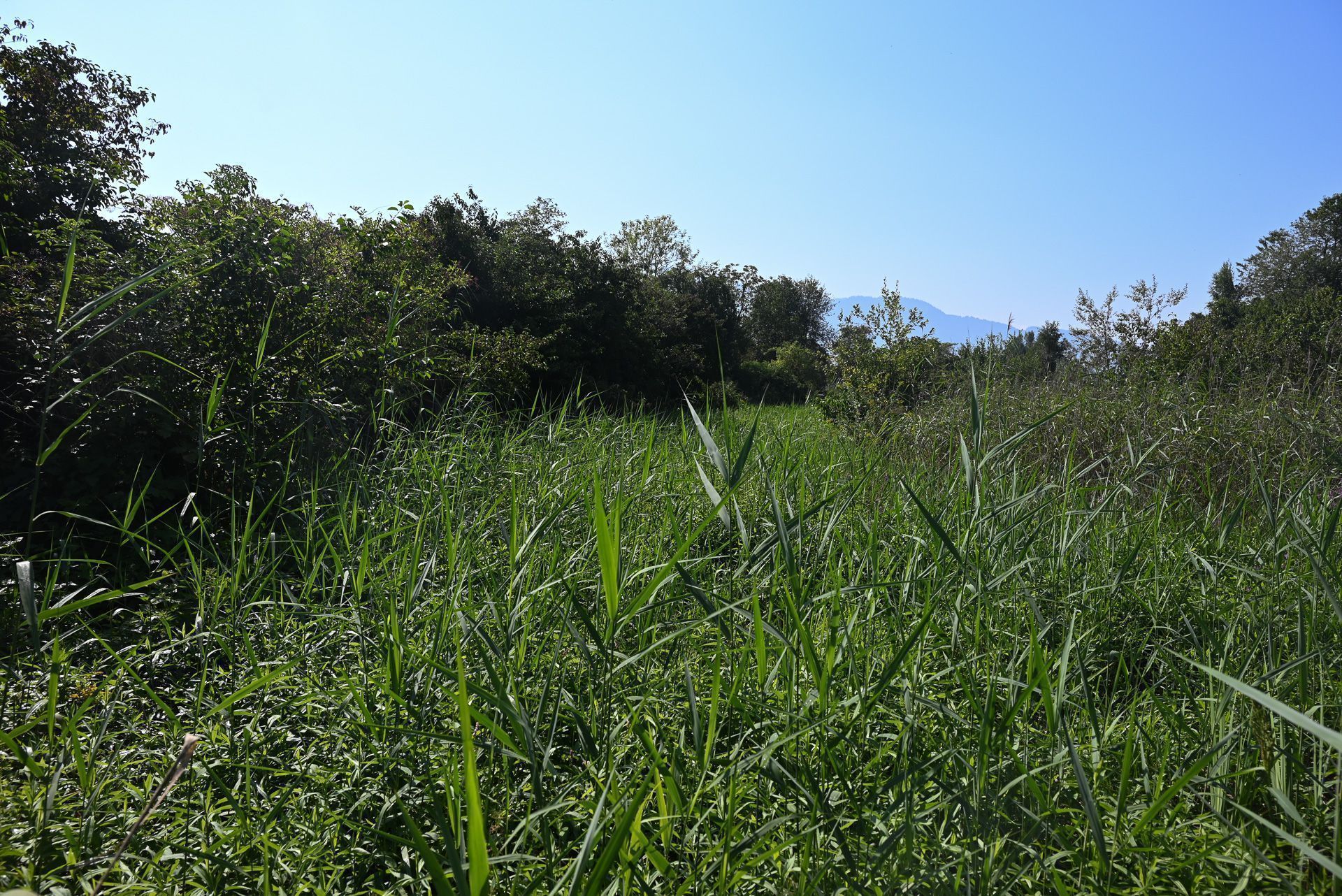 Halboffene Landschaften wie hier beim Vogelbiotop wird von vielen Vögel bevorzugt. 
