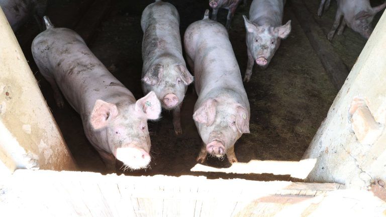 Kulinarik, Kurzweil und Bergerlebnis: Die Alpschweine zogen den Aufenthalt im Stall dem in der heißen Sonne vor.