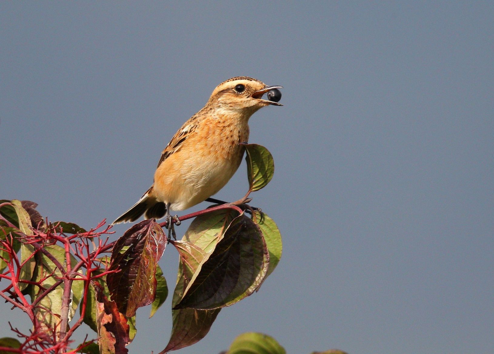 Auch das Braunkehlchen frisst gerne leckere Beeren. (Foto: Stefi Linder)
