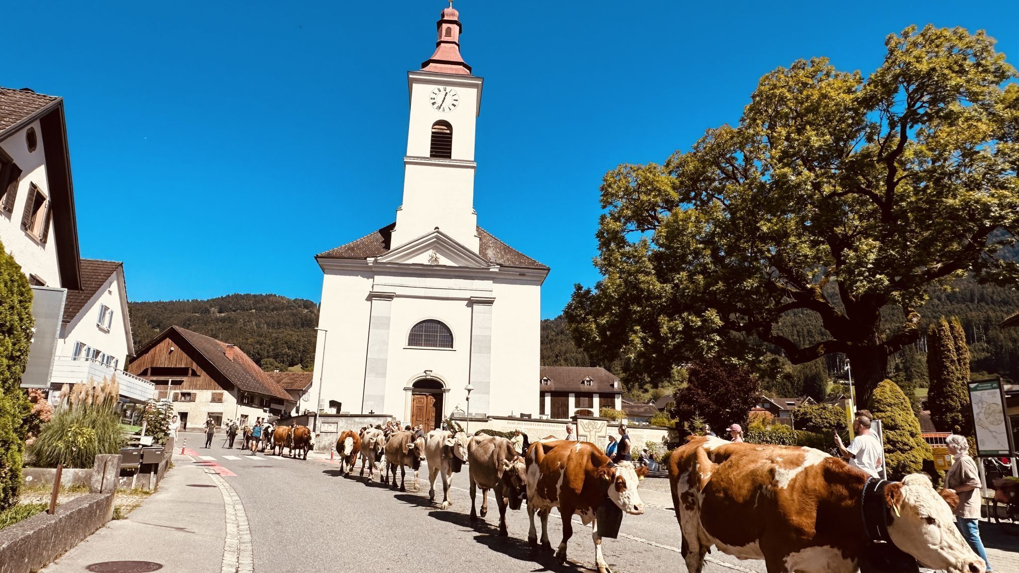 Die Kühe ziehen vom Gulm durchs Dorf bis in die Augasse.