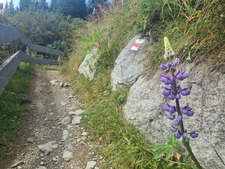 Alpe Rongg