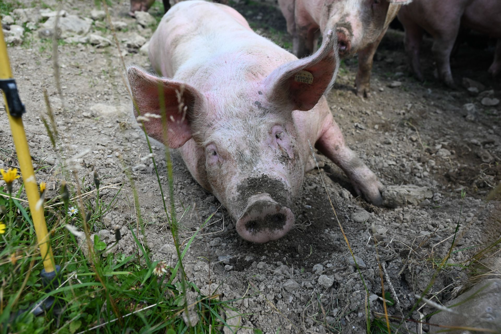 Auf der Alpe Oberlatschätz genießen auch fünf Schweine das herrliche Leben.