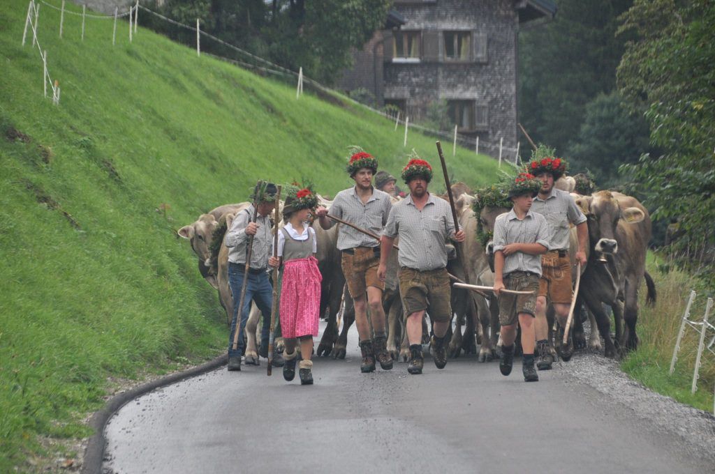 Erfolgreicher Alpsommer auf Steris