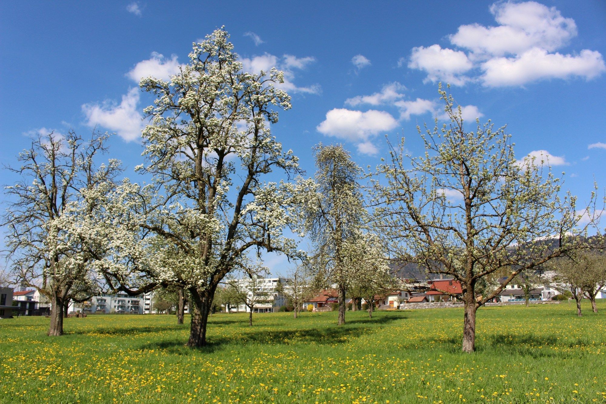 Erhaltenswerte Halb- und Hochstammobstbäume prägen mit ihrer Blütenpracht im Frühling das Ortsbild.