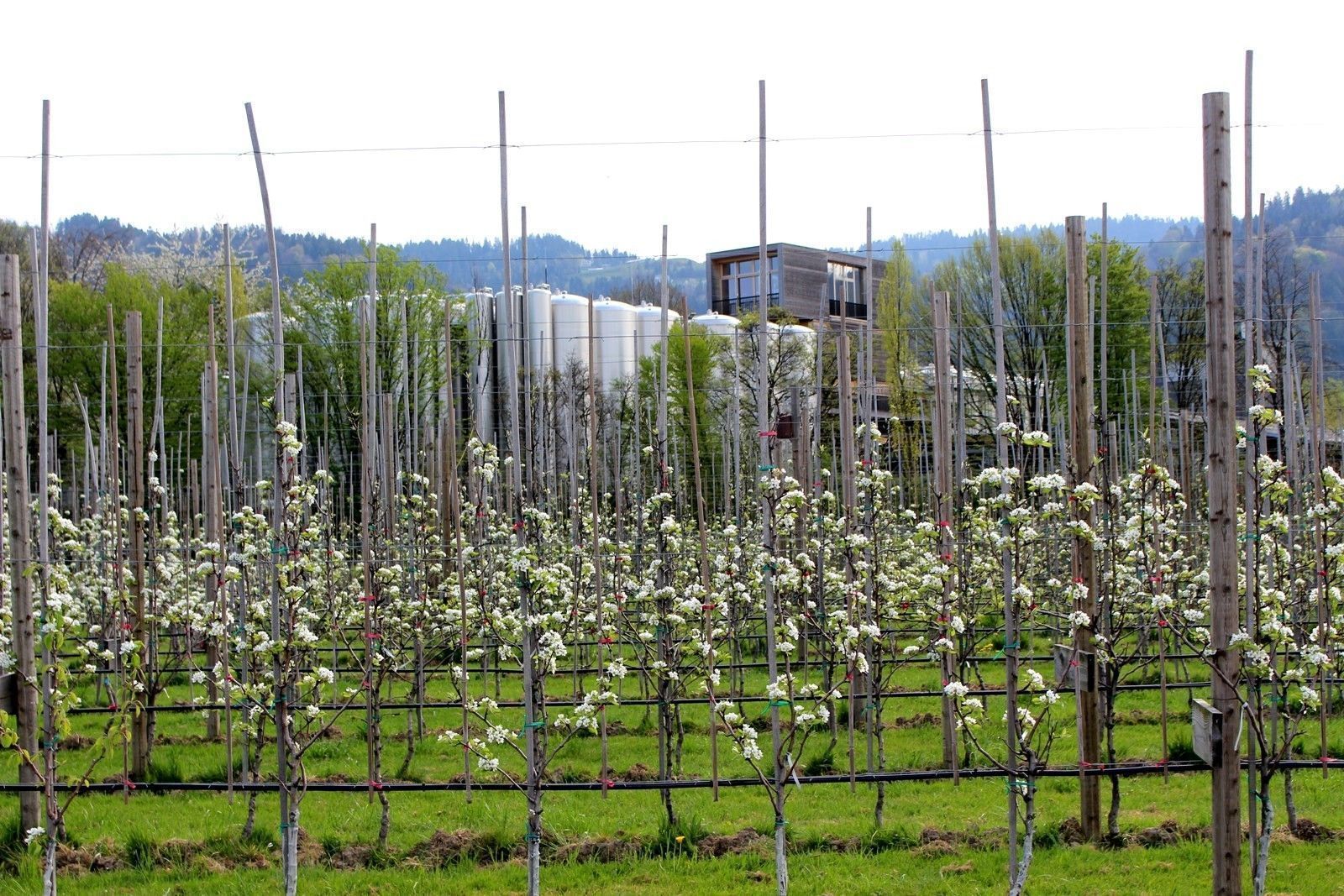 Im Leiblachtal setzt der Obsthof auf regionale Produktion und innovative Verarbeitung.