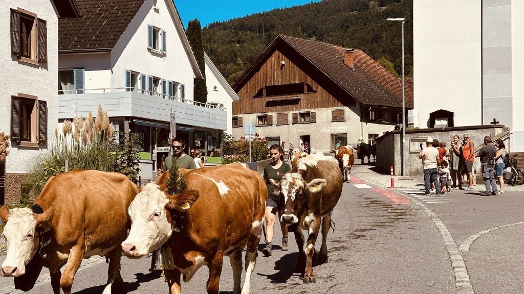 Das Vieh kehrt von der Satteinser Alpe zurück