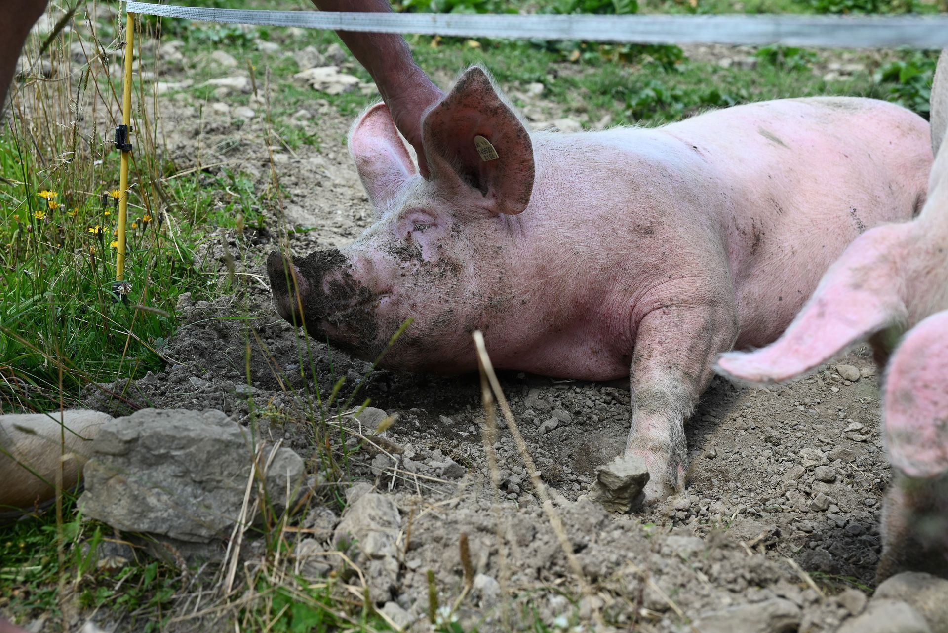 Auf der Alpe Oberlatschätz genießen auch fünf Schweine das herrliche Leben.