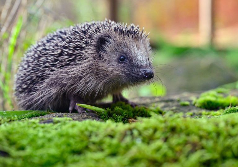 ABD0006_20241026 – NEUZELLE – DEUTSCHLAND: ARCHIV – 09.11.2023, Brandenburg, Neuzelle: Mit einem Mit-Mach-Projekt fr alle wollen Biologen und Biologinnen des Landesamtes fr Naturschutz, Umwelt und Geologie mehr ber Igel herausfinden. (zu dpa: ÇIgel gesucht: Landesamt ruft Menschen zum Mitmachen aufÈ) Foto: Patrick Pleul/dpa/dpa-tmn +++ dpa-Bildfunk +++. – FOTO: APA/dpa/Patrick Pleul