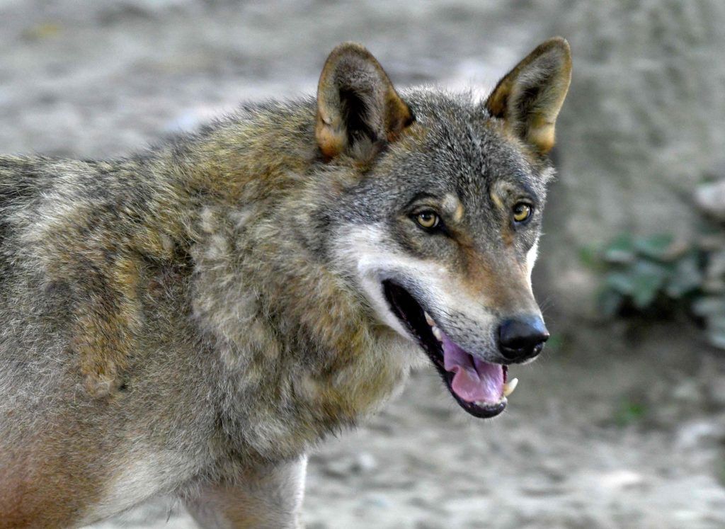 Wo geht der Wolf um? &#8220;In Vorarlberg hatten wir so einen Wolf erst einmal&#8221;