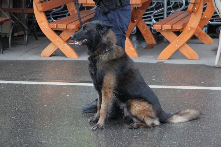 „Ein verpflichtender Kurs für alle Hundehalter“ - das kommt 2026