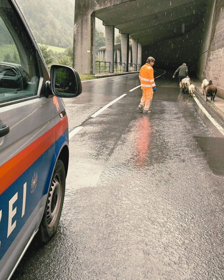 abtrünnige Schafe