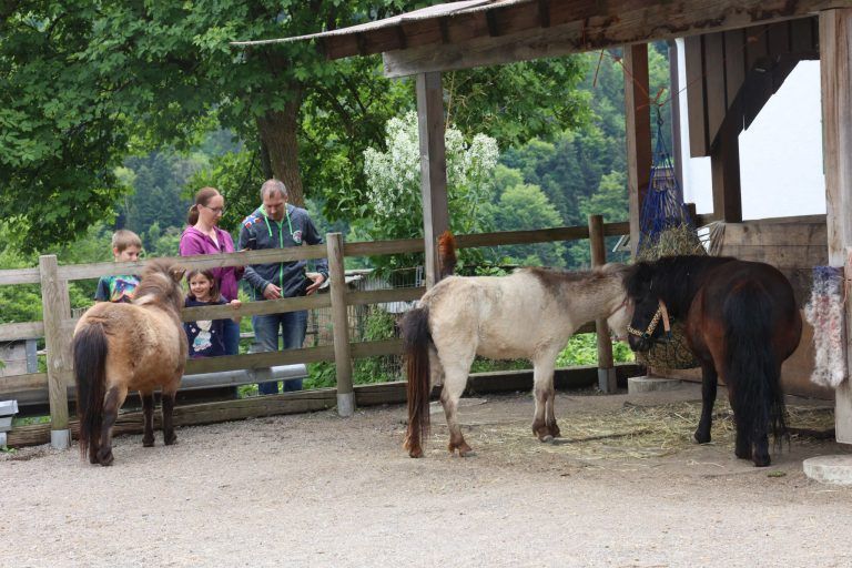 Neuer Reitplatz für den "Saminahof": Die vierbeinigen Bewohner des "Saminahofs" wurden teils bewundert, teils unter Anleitung gepflegt.