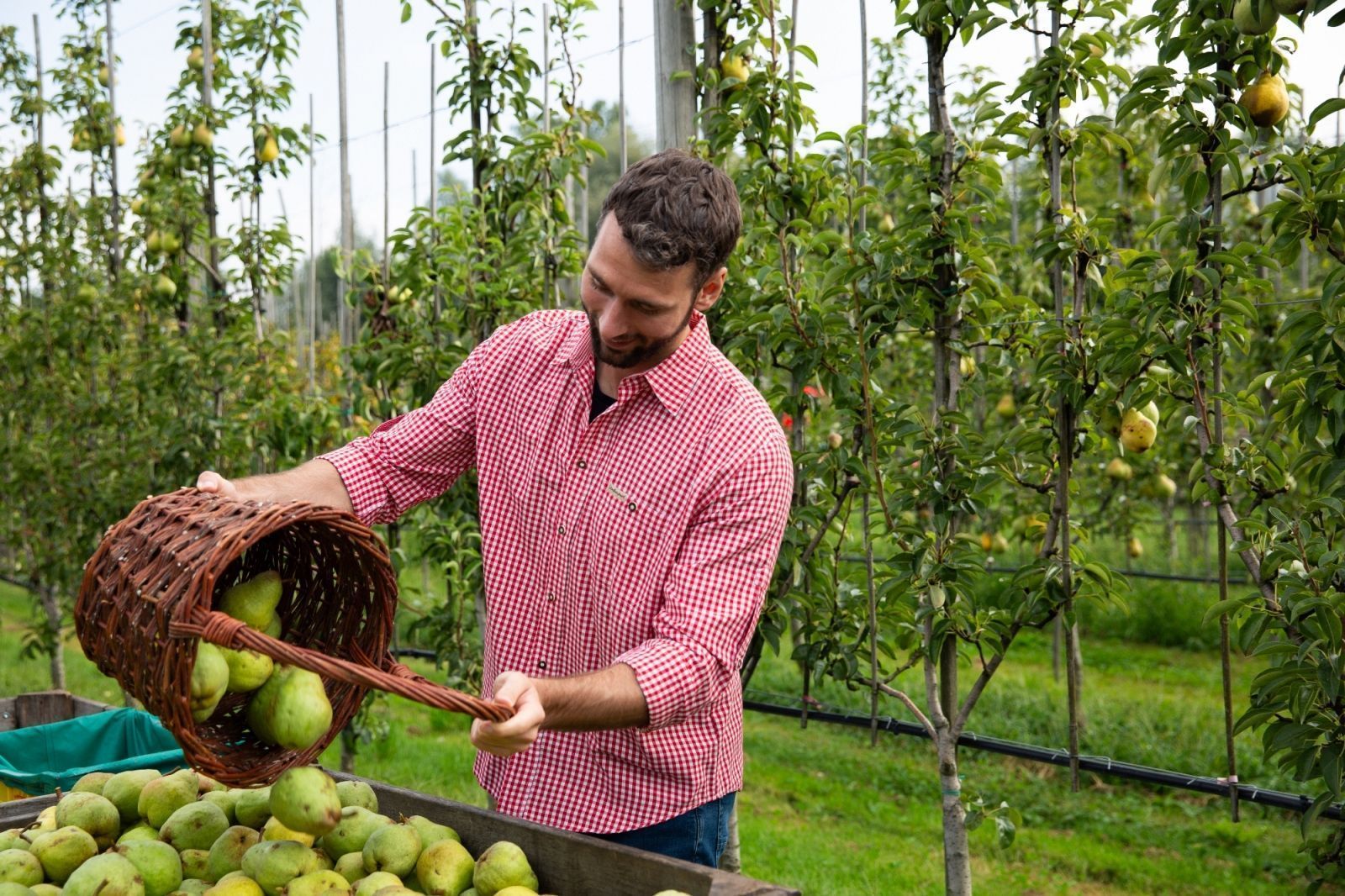 Die Firma Fein-Brennerei Prinz investiert in die Zukunft. So wurden im Leiblachtal Obstquartiere im Besonderen mit der Edelsorte Williams-Birne angelegt.