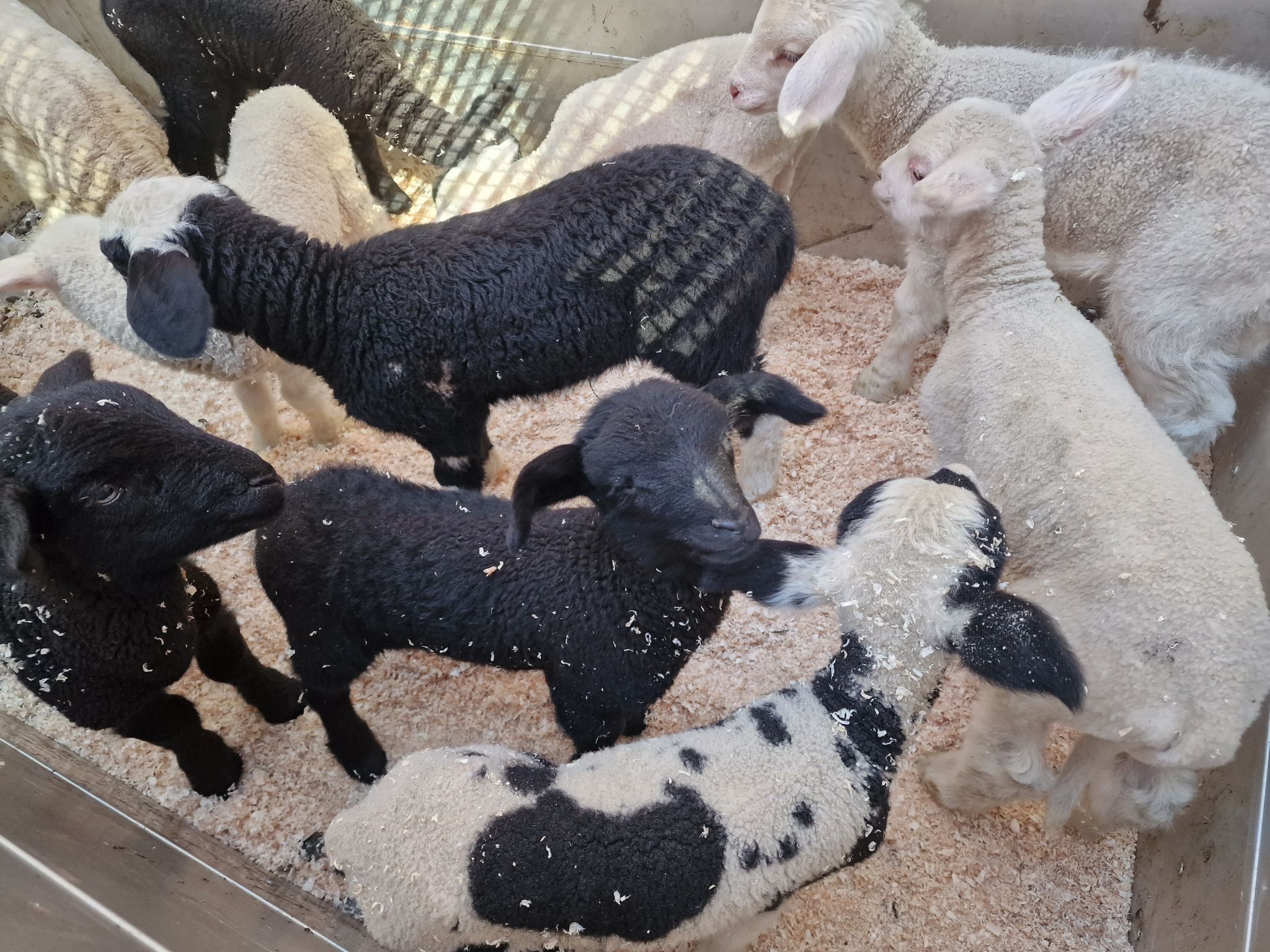 Schafscheide von der Alpe Gibau. (Bildergalerie)