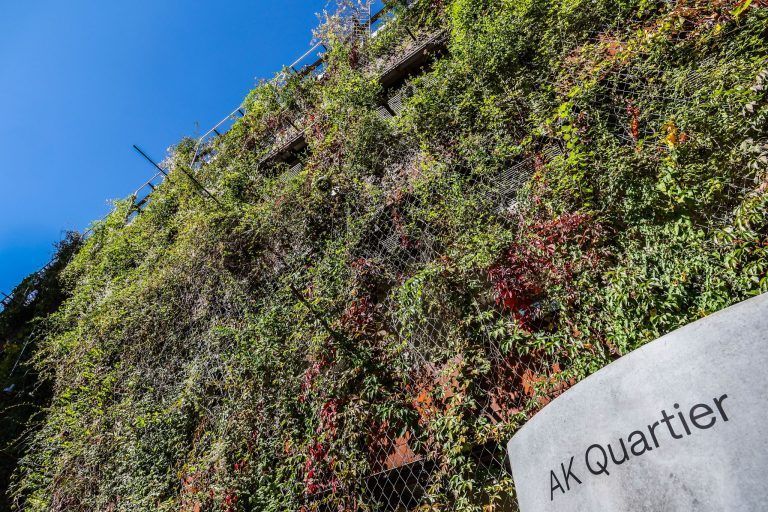 Spart Energie und senkt die Raumtemperatur: Die größte Fassadenbegrünung Vorarlbergs wächst über sich hinaus