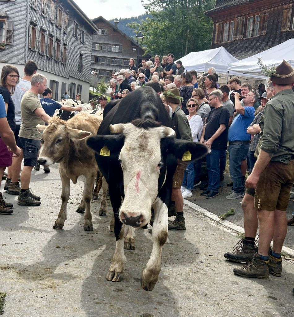 Alpabtriebe und Schwarzenberger Markttag