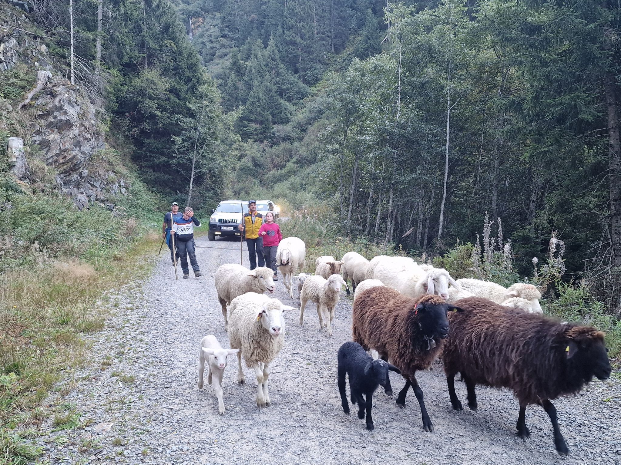 Schafscheide von der Alpe Gibau. (Bildergalerie)