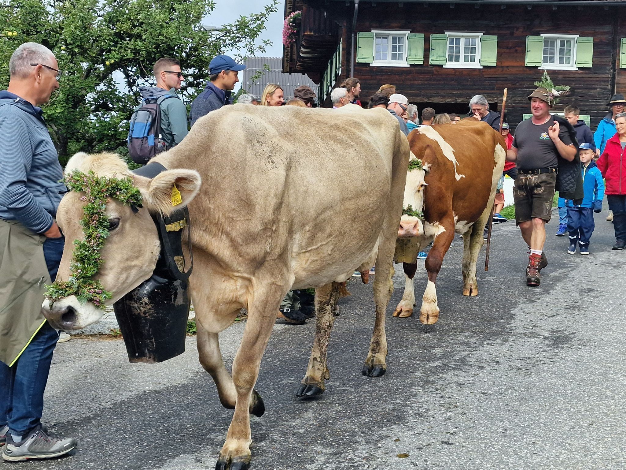 Alpabtrieb von der Alpe Latons ist ein freudiges Fest für das ganze Dorf. (Bildergalerie)