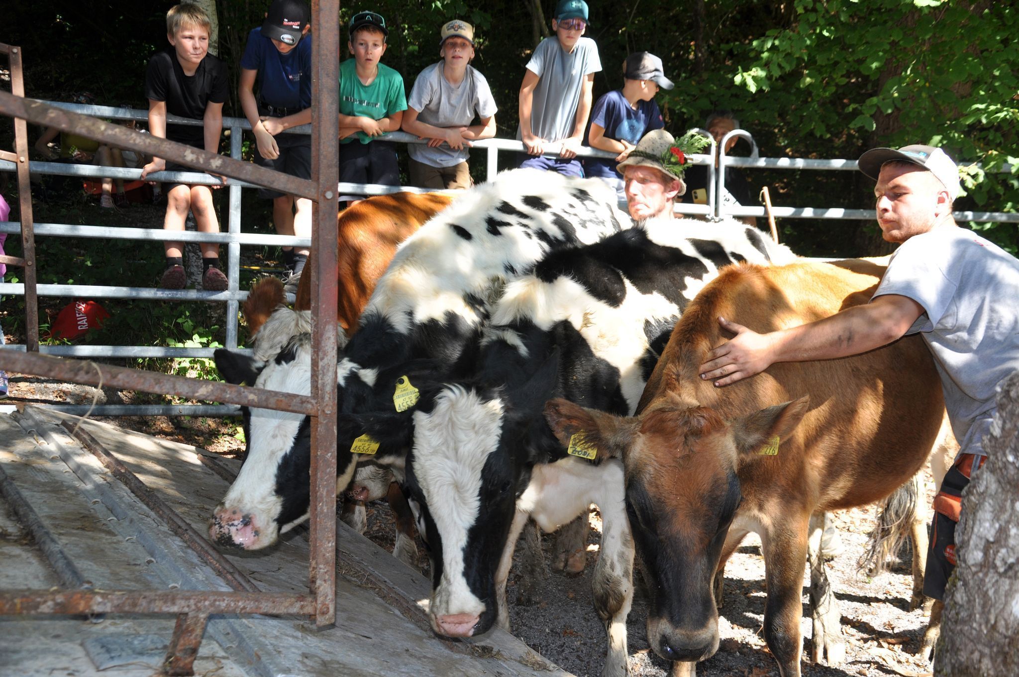 Man hatte den Eindruck, die Kühe hätten ihre Sommerfrische gerne verlängert.
