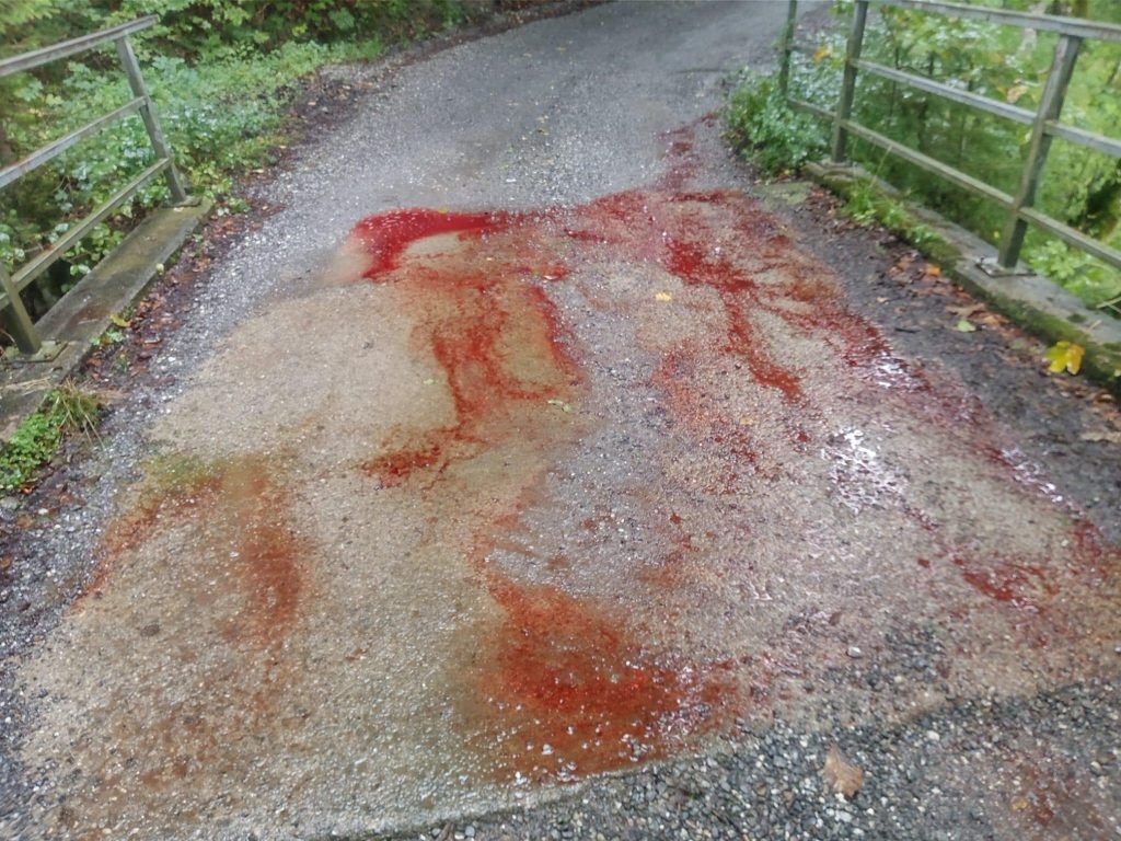 Schweizer Jagdfrevler sorgt für Unmut im Bregenzerwald: „Leider Gottes sind solche Vorfälle keine Rarität“