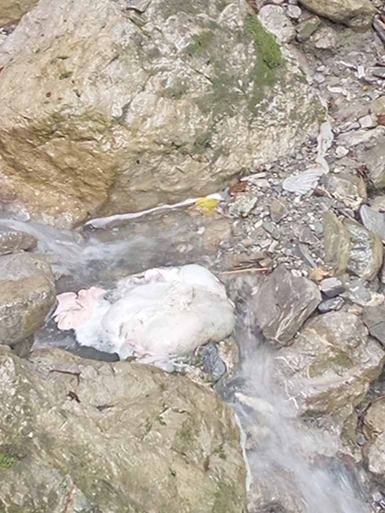 Schweizer Jagdfrevler sorgt für Unmut im Bregenzerwald: „Leider Gottes sind solche Vorfälle keine Rarität“