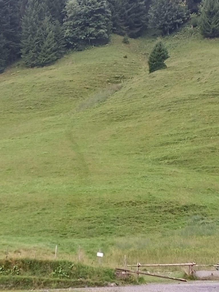 Schweizer Jagdfrevler sorgt für Unmut im Bregenzerwald: „Leider Gottes sind solche Vorfälle keine Rarität“