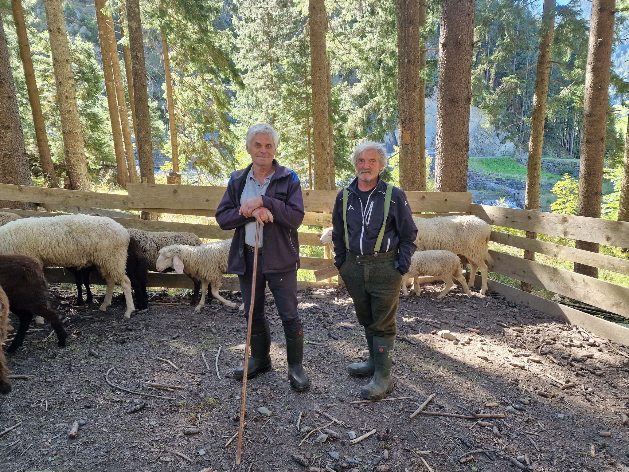 Schafscheide von der Alpe Gibau. (Bildergalerie)