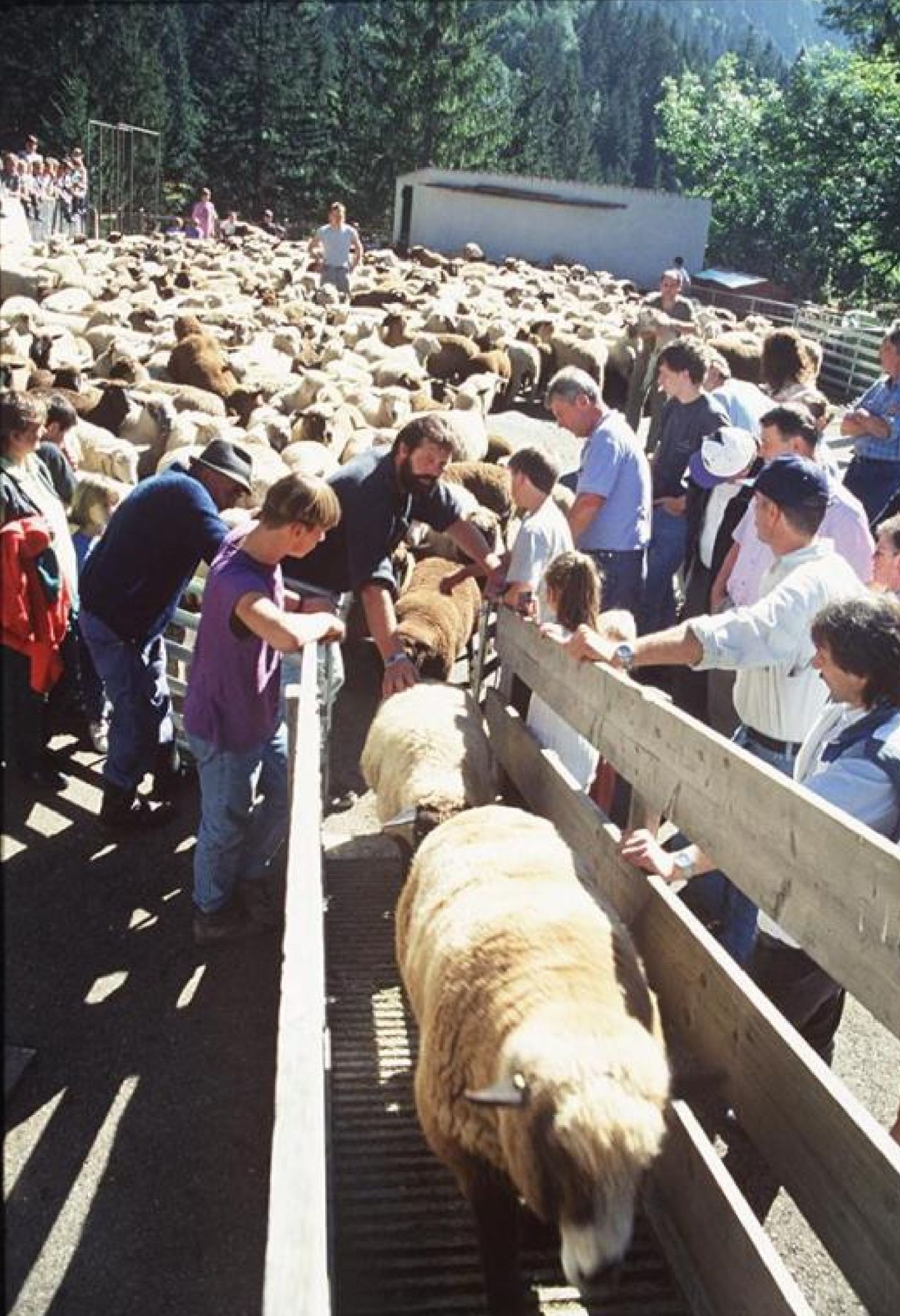 Bis 1997 endete der Heimzug der Schafe beim Gasthof Bad Hopfreben, wo unter bescheidenem Publikumsinteresse die Schafe and ihre Besitzer zurückgegeben wurden.   