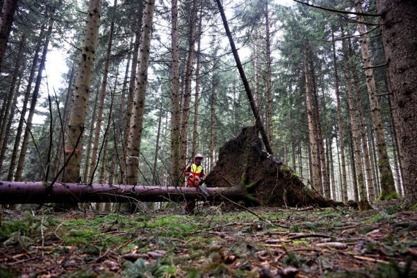 Brände, Stürme, Borkenkäfer &#8211; Klimakrise mindert Wald-Wert
