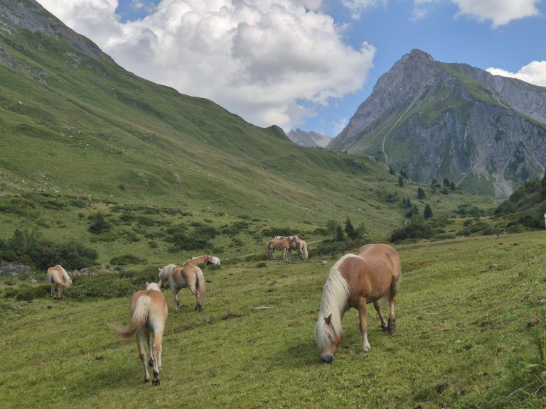 Dalaaser Staffel, Alpe