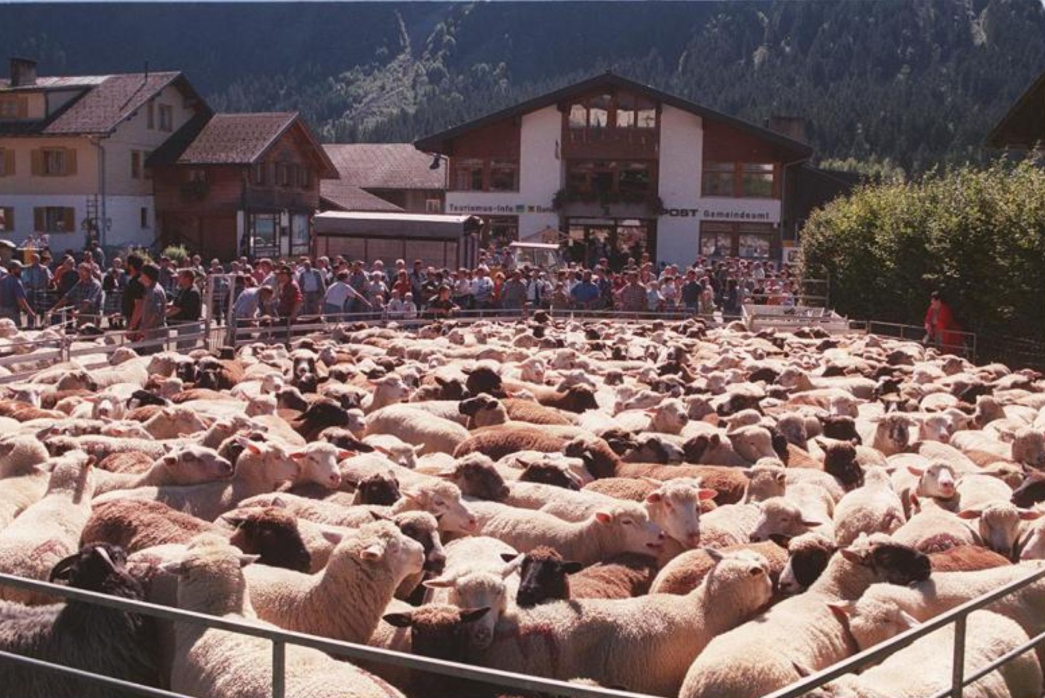 Ab 1998 zog die Schafherde von der Alpe Schadona ins Schoppernauer Zentrum, wo die Tiere zunächst auf dem Parkplatz des Hotels Krone (Bild) an die Besitzer zurückgegeben wurde. Bald fand diese Verteilung der Schafe hinter dem Gemeindeamt statt. PETER STRAUSS   