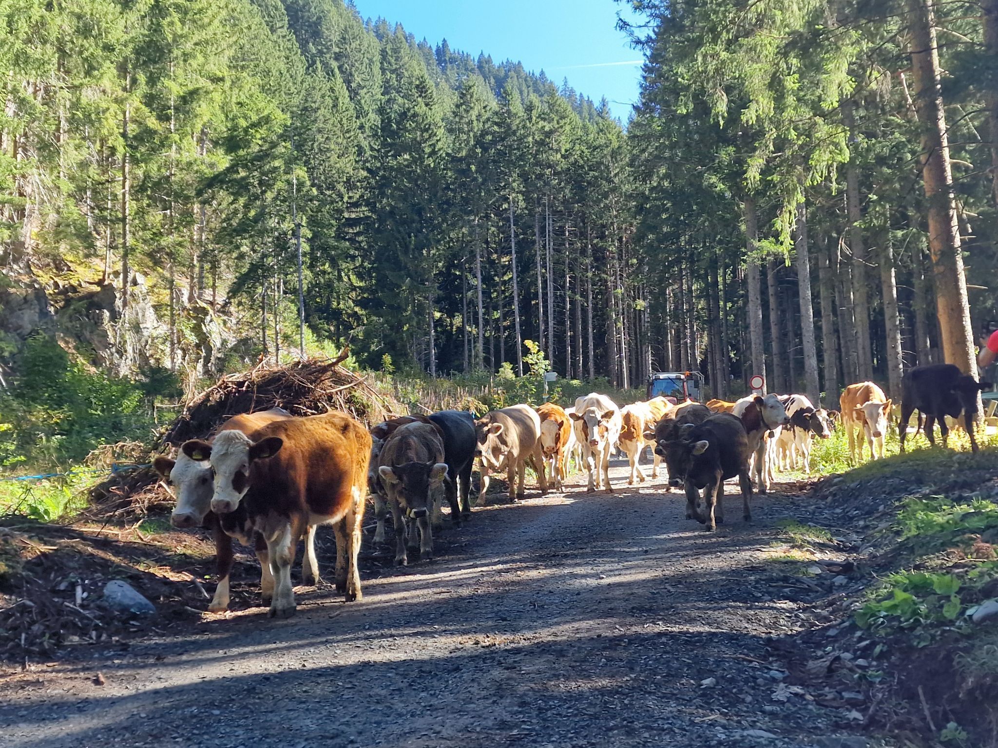 Schafscheide von der Alpe Gibau. (Bildergalerie)