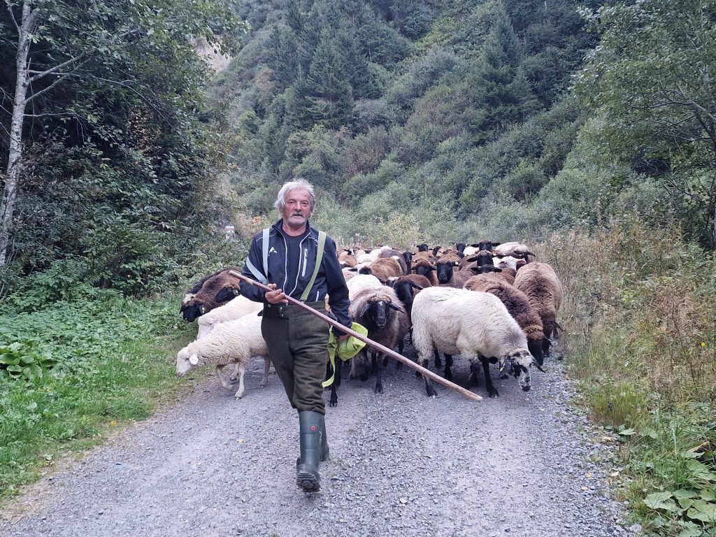 300 Schafe sicher ins Tal zurückgebracht