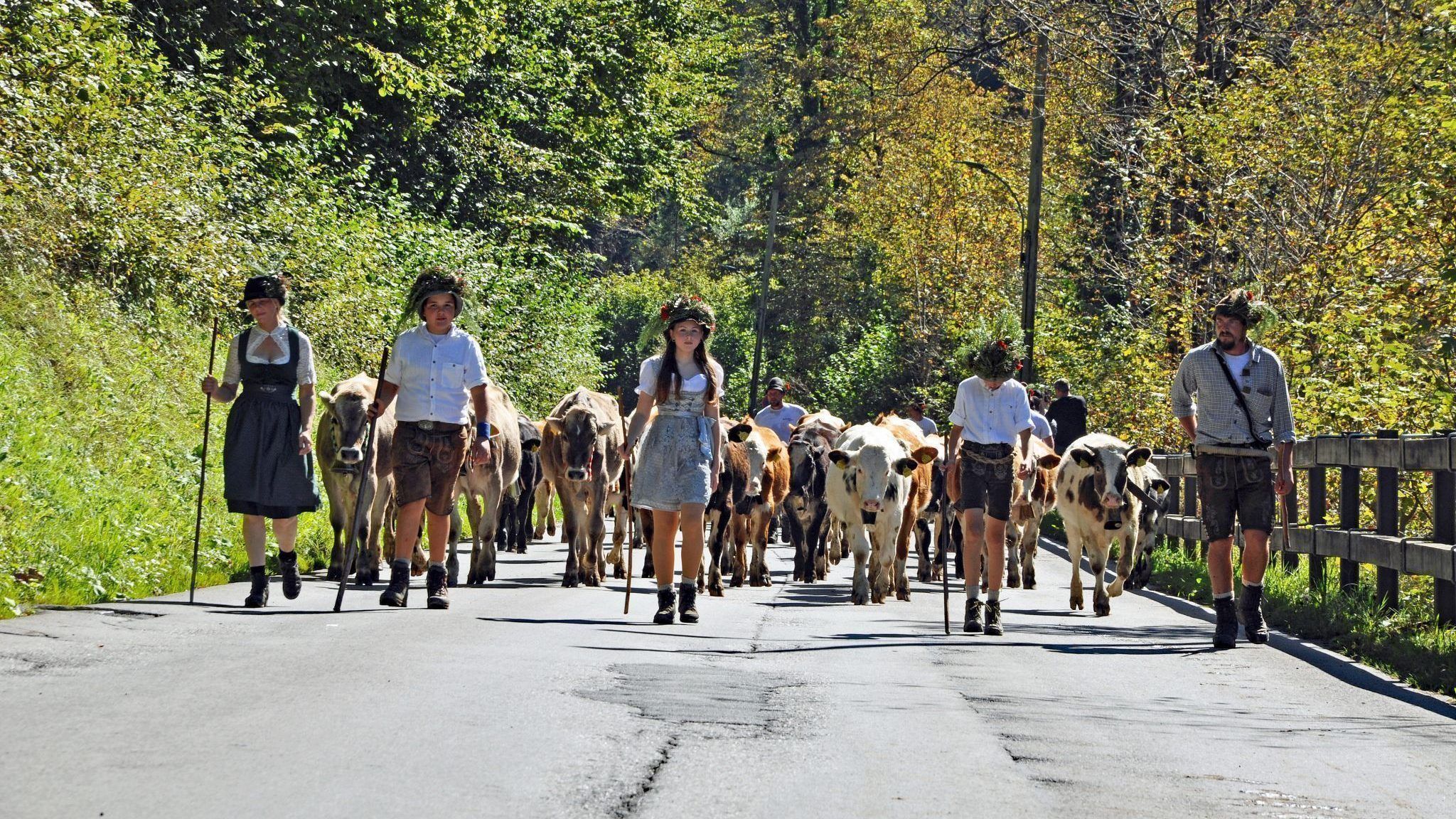 Der Dornbirner Alpsommer endet mit dem feierlichen Heimkommen der Äpler und ihrer Tiere.