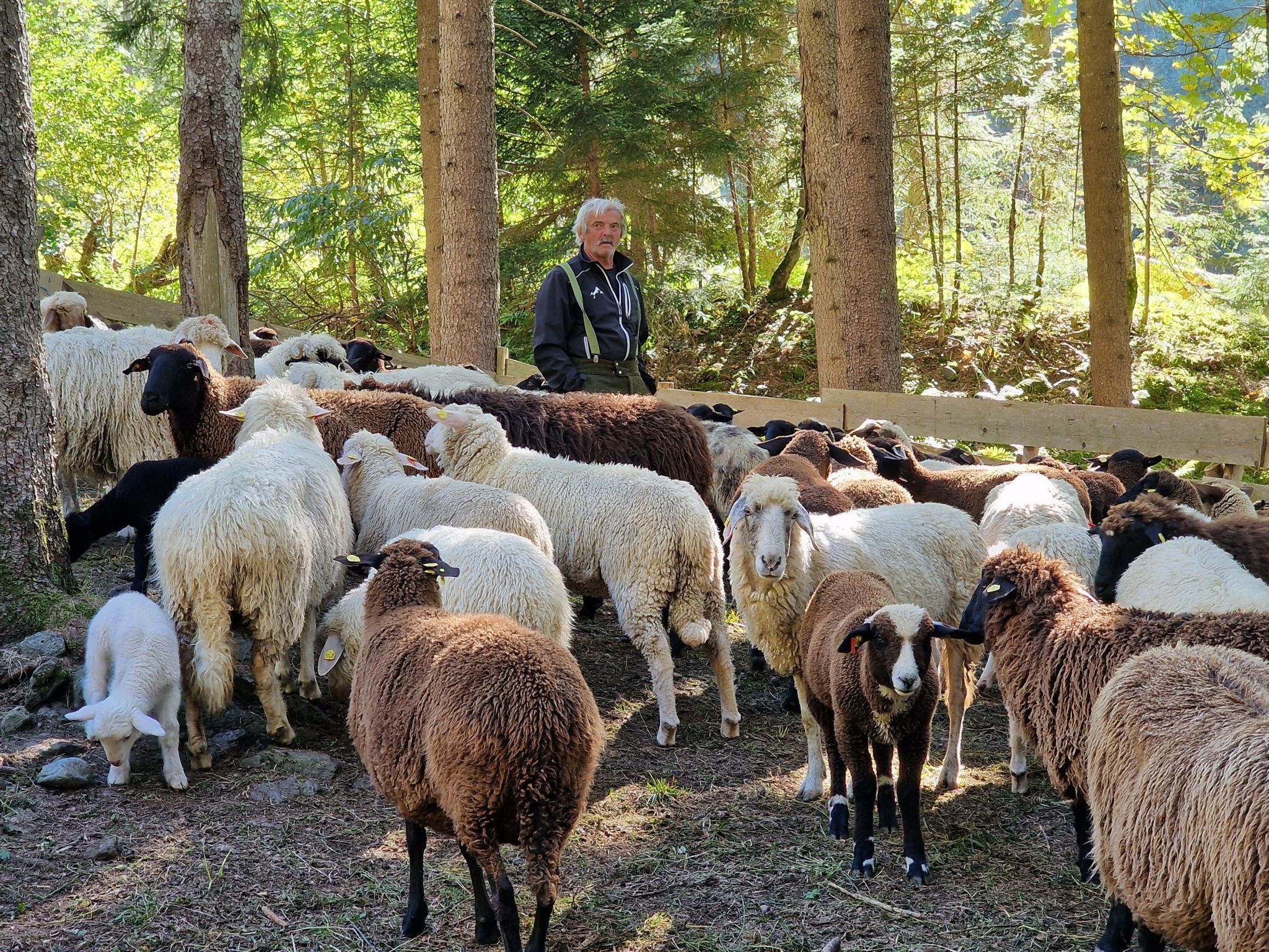 Schafscheide von der Alpe Gibau. (Bildergalerie)